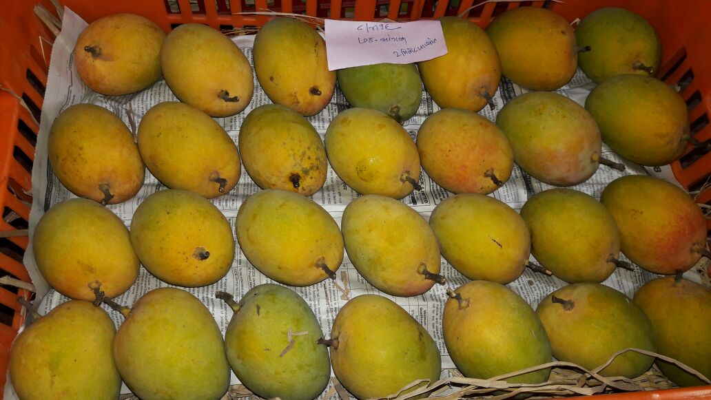About Our Mangoes and Quality Thereof