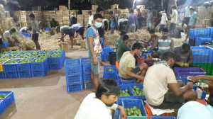 hapus mango sorting grading packing sachin lanjekar farm