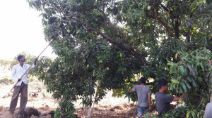 mango harvesting at sachin lanjekar ratnagiri farm